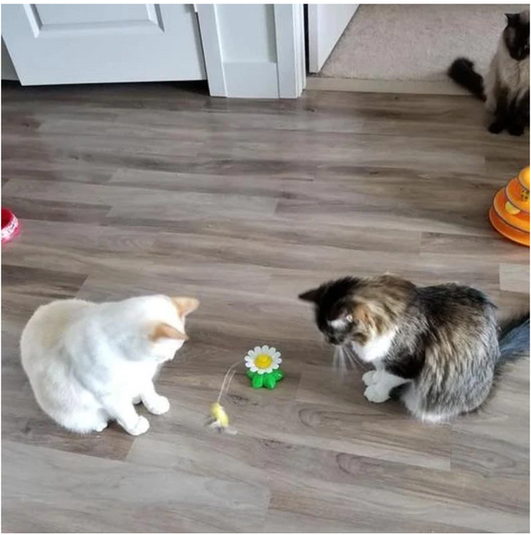 Interactief speelgoed voor katten