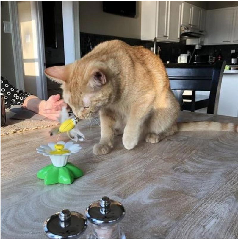 Interactief speelgoed voor katten